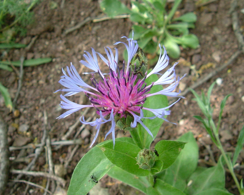 Centaurea: 4 specie